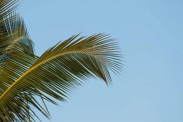 Feuilles Palmier Avec Beau Ciel Bleu Arrière Plan Rio Janeiro — Photo