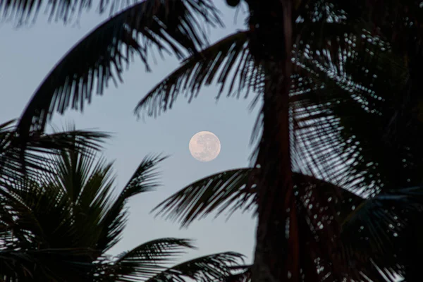 Pleine Lune Parmi Les Feuilles Palmier Matin Rio Janeiro Brésil — Photo