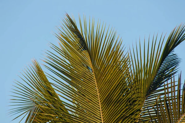 巴西里约热内卢的棕榈叶有美丽的蓝天背景 — 图库照片
