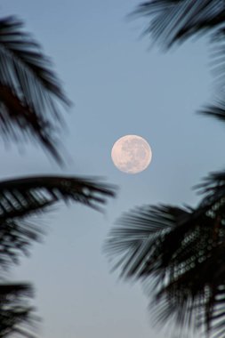 Palmiye yaprakları arasında dolunay Rio de Janeiro Brezilya 'da sabah.