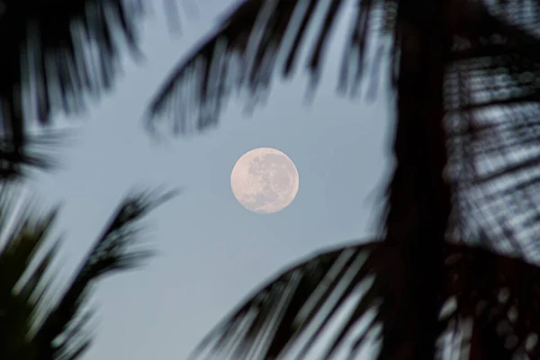 full moon among the palm leaves in the morning in Rio de Janeiro Brazil.