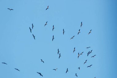 Rio de Janeiro Brezilya 'nın mavi gökyüzünde fırkateyn kuşları.