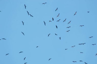 Rio de Janeiro Brezilya 'nın mavi gökyüzünde fırkateyn kuşları.