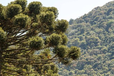 Rio de Janeiro, Brezilya 'da araucaria olarak bilinen ağaç.