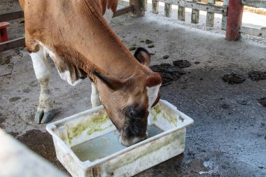 Rio de Janeiro, Brezilya 'da bir çiftliğin ağılındaki inek.