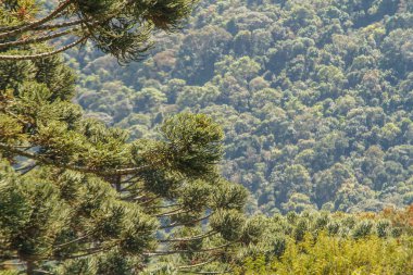 Rio de Janeiro, Brezilya 'da araucaria olarak bilinen ağaç.
