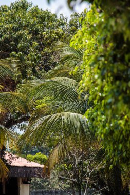 Brezilya, Rio de Janeiro 'da bir bahçede yapraklar.