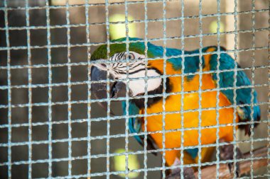 Brezilya, Rio de Janeiro 'da bir kafeste Macaw.