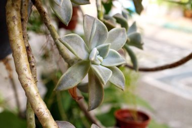 Rio de Janeiro, Brezilya 'da bir bahçede taş gül olarak bilinen bitki.