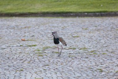 Bird known as Quero Quero outdoors in Rio de Janeiro, Brazil. clipart