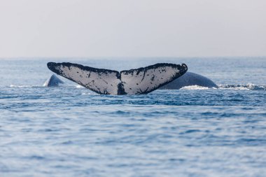 Brezilya Rio de Janeiro denizindeki kambur balinaların taklidi..