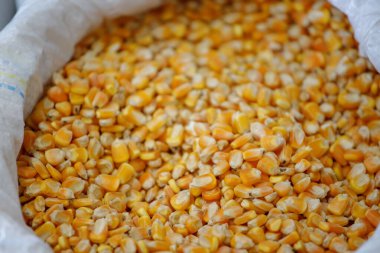 Brezilya, Rio de Janeiro 'da bir üretim kooperatifinde içi mısır dolu çanta..