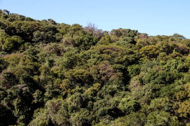 Brezilya 'nın Rio de Janeiro şehrinde Sao Conrado' da görülen Two Hill Brother 'ın yanındaki Atlantik ormanının bir parçası..