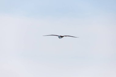 Fırkateyn Rio de Janeiro, Brezilya 'da açık hava uçuşuna çıkıyor..