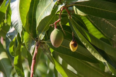 Brezilya, Rio de Janeiro 'da bir mango ağacında mango..