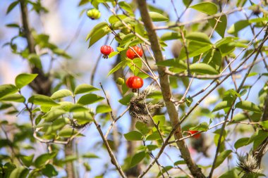 Ripe pitangas on a tree in Rio de Janeiro, Brazil. clipart