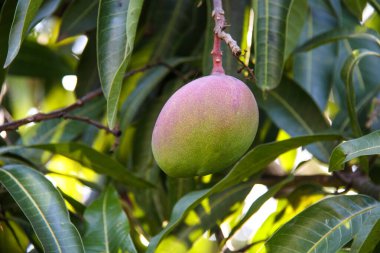 Brezilya, Rio de Janeiro 'da bir mango ağacında mango..