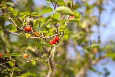 Brezilya, Rio de Janeiro 'da bir ağaçta olgun pitangalar.