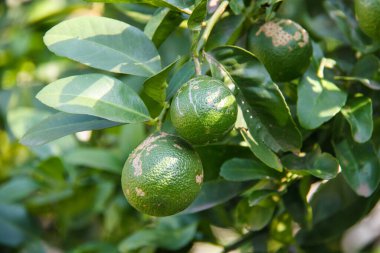Brezilya, Rio de Janeiro 'da bir çiftlikteki portakal ağacı.