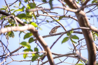 Rio de Janeiro, Brezilya 'da bir ağaçtaki kuş..