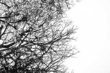 Brezilya 'nın Rio de Janeiro şehrinde siyah beyaz bir ağacın silüeti..