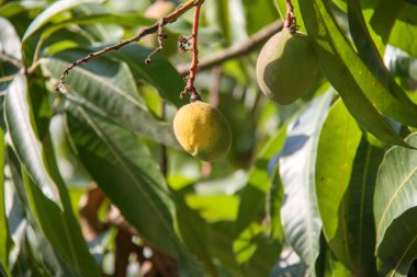 Brezilya, Rio de Janeiro 'da bir mango ağacında mango..