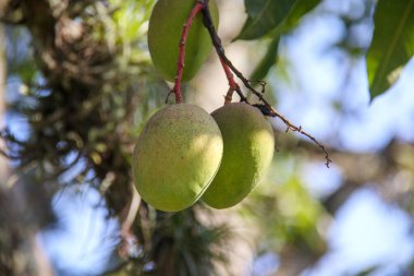 Brezilya, Rio de Janeiro 'da bir mango ağacında mango..