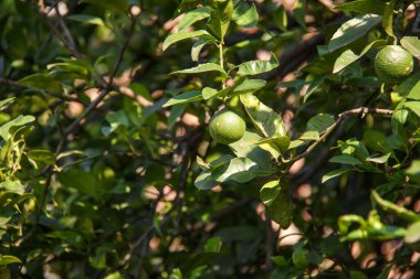 Brezilya, Rio de Janeiro 'da bir çiftlikteki portakal ağacı.