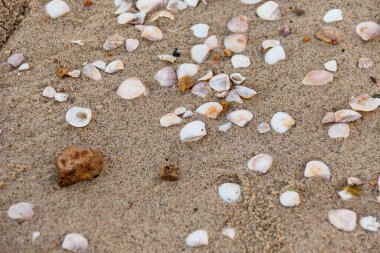 Brezilya, Rio de Janeiro 'da bir kumsalda deniz kabukları..