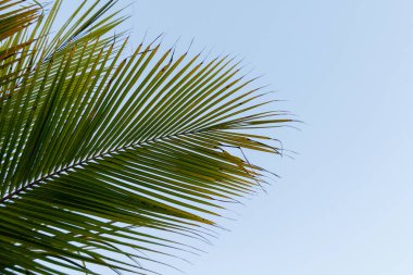 Rio de Janeiro, Brezilya 'daki palmiye yapraklarının detayları.