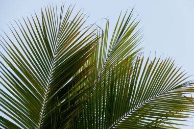 Rio de Janeiro, Brezilya 'daki palmiye yapraklarının detayları.