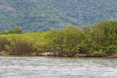 Rio de Janeiro, Brezilya 'daki Paraty' de Terranova Plajı.