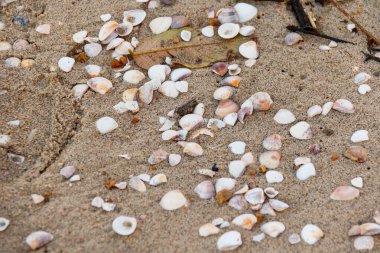 Brezilya, Rio de Janeiro 'da bir kumsalda deniz kabukları..
