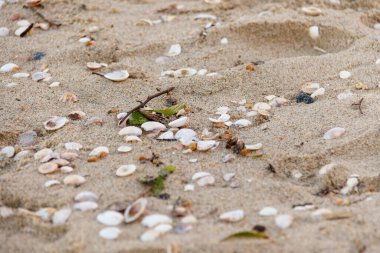 Brezilya, Rio de Janeiro 'da bir kumsalda deniz kabukları..