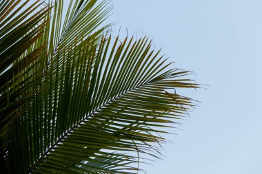Rio de Janeiro, Brezilya 'daki palmiye yapraklarının detayları.