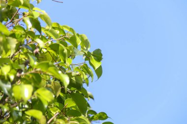 Rio de Janeiro, Brezilya 'da yeşil yaprakların detayları.