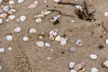 Brezilya, Rio de Janeiro 'da bir kumsalda deniz kabukları..