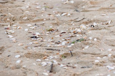Brezilya, Rio de Janeiro 'da bir kumsalda deniz kabukları..