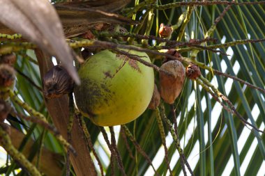 Rio de Janeiro, Brezilya 'da meyveli hindistan cevizi ağacı.
