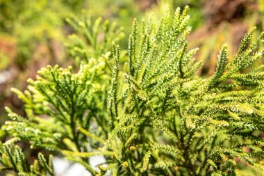 Spiral şeklinde dizilmiş sert, sivri yapraklar araucaria dallarını korur. Meyvesi olan kozalak, büyük ve yuvarlaktır. Çam fıstığı olarak bilinen yenilebilir tohumlar içerir. 