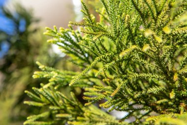 Spiral şeklinde dizilmiş sert, sivri yapraklar araucaria dallarını korur. Meyvesi olan kozalak, büyük ve yuvarlaktır. Çam fıstığı olarak bilinen yenilebilir tohumlar içerir. 