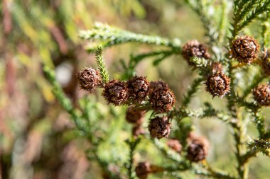 Spiral şeklinde dizilmiş sert, sivri yapraklar araucaria dallarını korur. Meyvesi olan kozalak, büyük ve yuvarlaktır. Çam fıstığı olarak bilinen yenilebilir tohumlar içerir. 