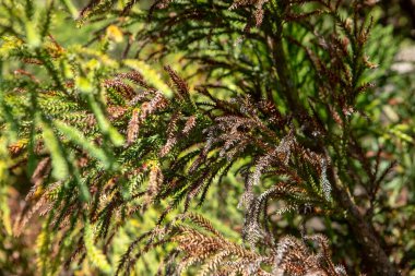 Spiral şeklinde dizilmiş sert, sivri yapraklar araucaria dallarını korur. Meyvesi olan kozalak, büyük ve yuvarlaktır. Çam fıstığı olarak bilinen yenilebilir tohumlar içerir. 
