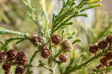 Spiral şeklinde dizilmiş sert, sivri yapraklar araucaria dallarını korur. Meyvesi olan kozalak, büyük ve yuvarlaktır. Çam fıstığı olarak bilinen yenilebilir tohumlar içerir. 