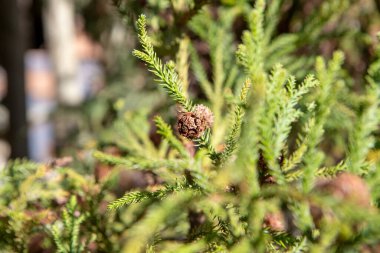 Spiral şeklinde dizilmiş sert, sivri yapraklar araucaria dallarını korur. Meyvesi olan kozalak, büyük ve yuvarlaktır. Çam fıstığı olarak bilinen yenilebilir tohumlar içerir. 