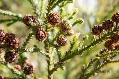 Spiral şeklinde dizilmiş sert, sivri yapraklar araucaria dallarını korur. Meyvesi olan kozalak, büyük ve yuvarlaktır. Çam fıstığı olarak bilinen yenilebilir tohumlar içerir. 