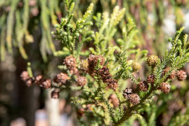 Spiral şeklinde dizilmiş sert, sivri yapraklar araucaria dallarını korur. Meyvesi olan kozalak, büyük ve yuvarlaktır. Çam fıstığı olarak bilinen yenilebilir tohumlar içerir. 