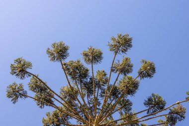 Mavi gökyüzünün altında şemsiye şeklinde taç bulunan Araucaria angustifolia (Araucaria angustifolia). Güney Brezilya 'dan ikonik ağaç, tipik astropikal bölgeler ve sisli ormanlar..