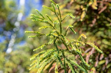Spiral şeklinde dizilmiş sert, sivri yapraklar araucaria dallarını korur. Meyvesi olan kozalak büyük ve yuvarlaktır ve Güney Brezilya 'dan çam fıstığı olarak bilinen yenilebilir tohumlar içerir.