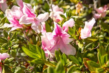 Rio de Janeiro Brezilya 'da bir bahçede açelya olarak bilinen bitki.
